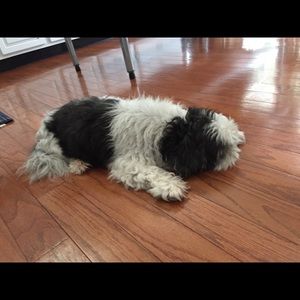 Meet your Posher, Eva marie